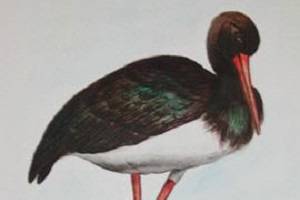 Schwarzstorch - Ausschnitt. Kunstwerk von Aranka Mágori.